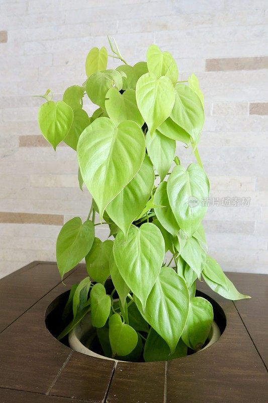 金虎藤或魔鬼藤(Epipremnum aureum)的图像作为室内植物放在木桌上的花盆里，也被称为锡兰蔓藤，猎人袍，常春藤魔芋，金钱树，银藤，所罗门群岛常春藤和芋头藤